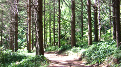 Nakajima Island