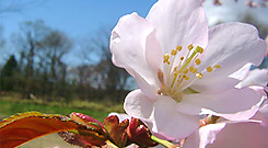 Lake Toya in spring